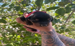 Doberman Pinscher dogs for sale: Red Collar - Image 5