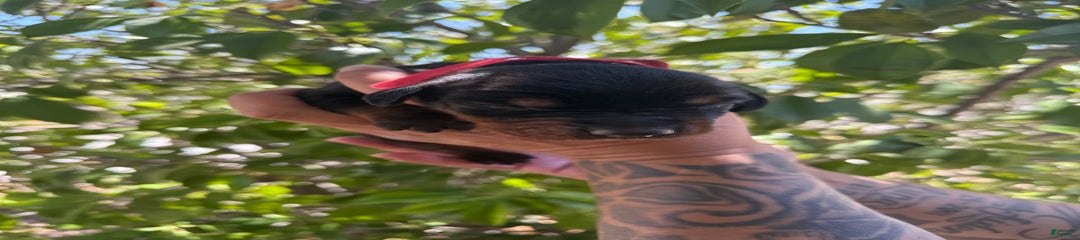 Red Collar