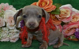Miniature Dachshund dogs for sale: AKCTobyIsabelleTanminiaturedachshundpuppy - Image 2