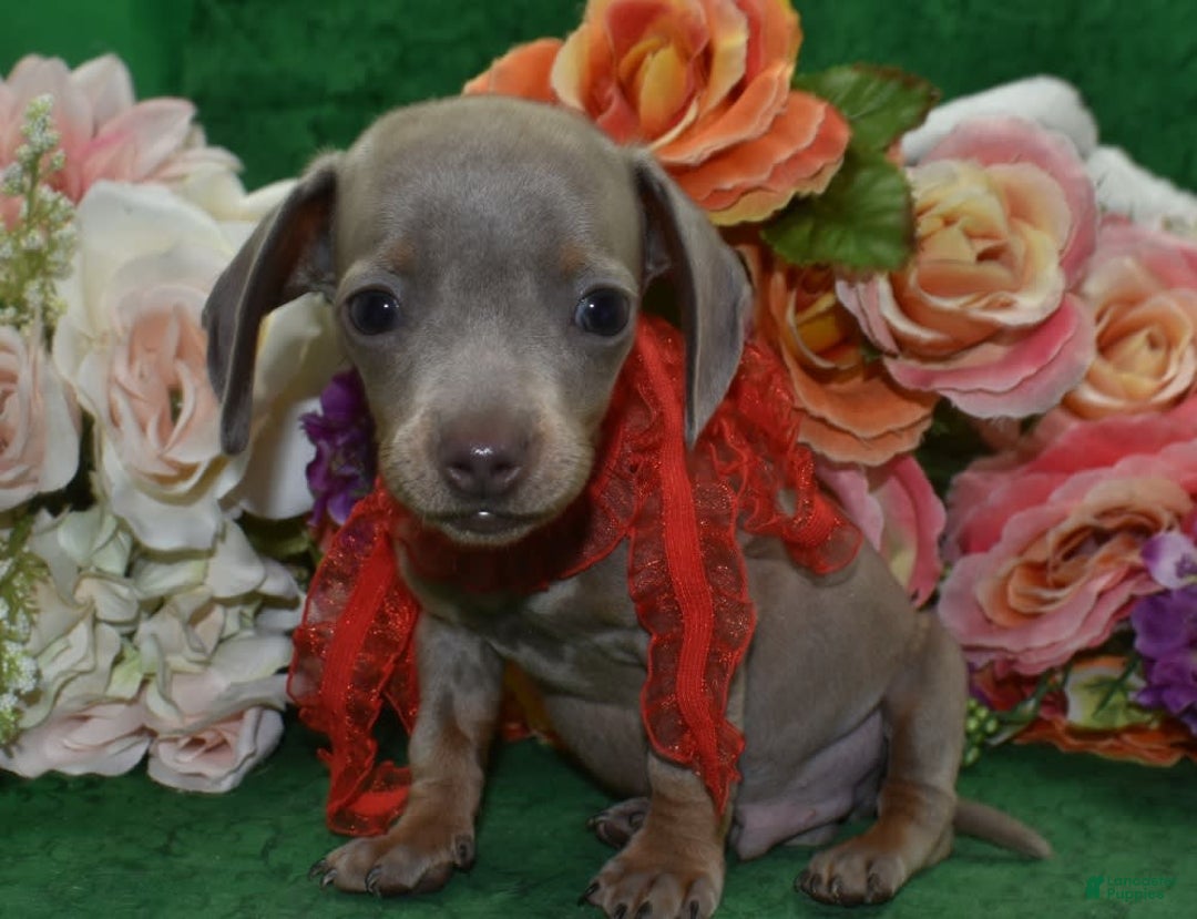 Miniature Dachshund dogs for sale: AKCTobyIsabelleTanminiaturedachshundpuppy - Image 2