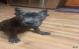 Cane Corso dogs for sale: Bella - Image 4