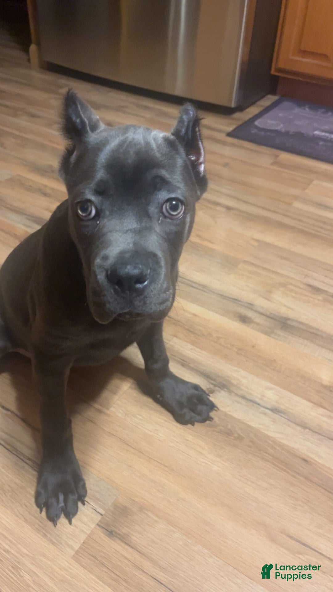 Cane Corso dogs for sale: Bella - Image 4