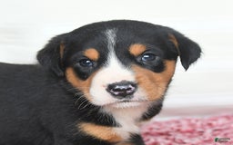 Greater Swiss Mountain Dog dogs for sale: Cheyenne - Image 10