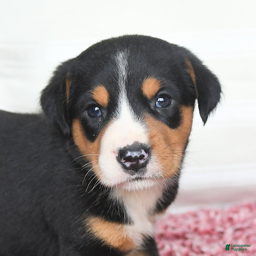 Greater Swiss Mountain Dog dogs for sale: Cheyenne - Image 10