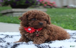 Toy Poodle dogs for sale: Kody - Image 8