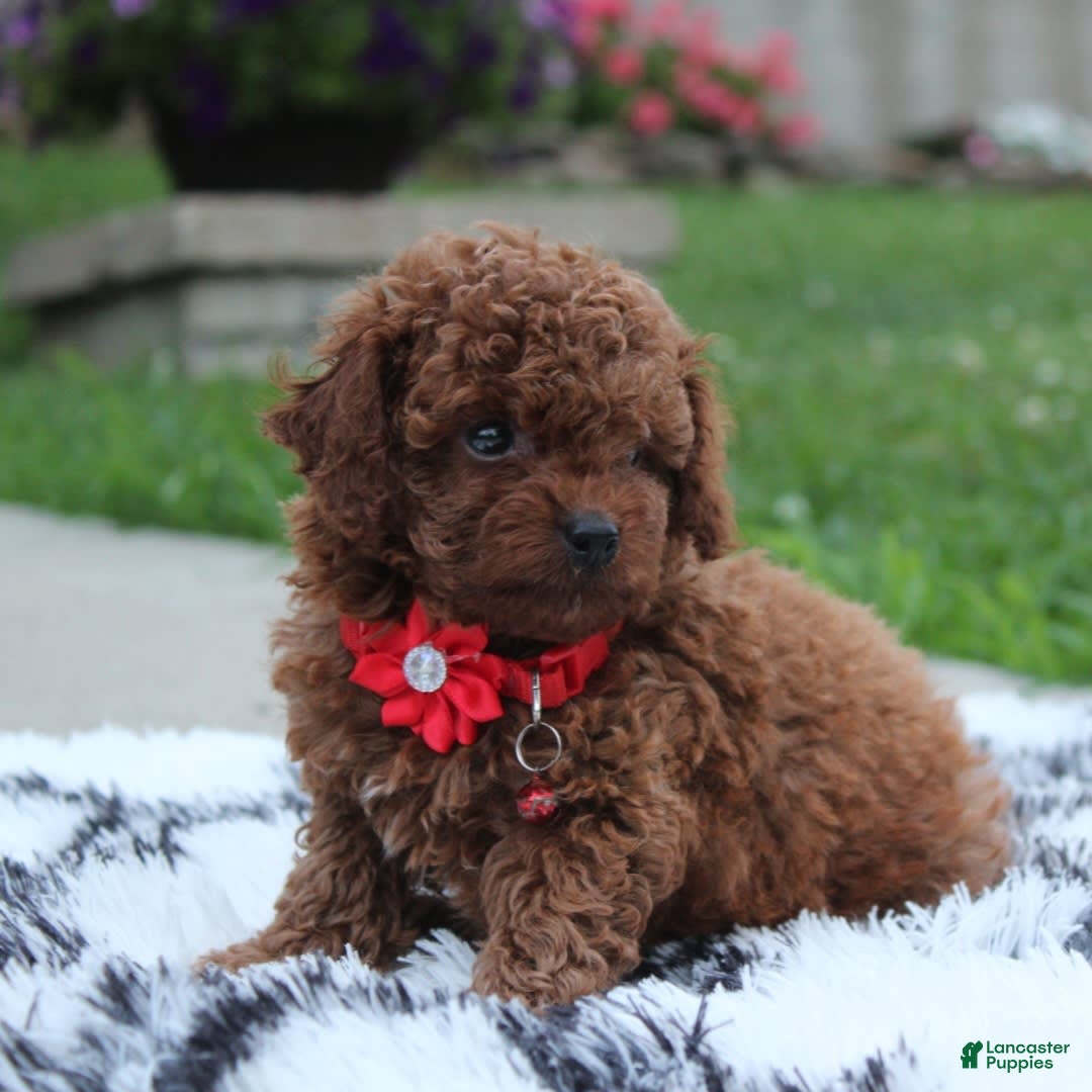 Toy Poodle dogs for sale: Kody - Image 8