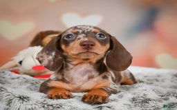 Miniature Dachshund dogs for sale: Butter Cup - Image 4