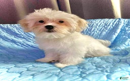 Shih Tzu dogs for sale: Ash - Image 6