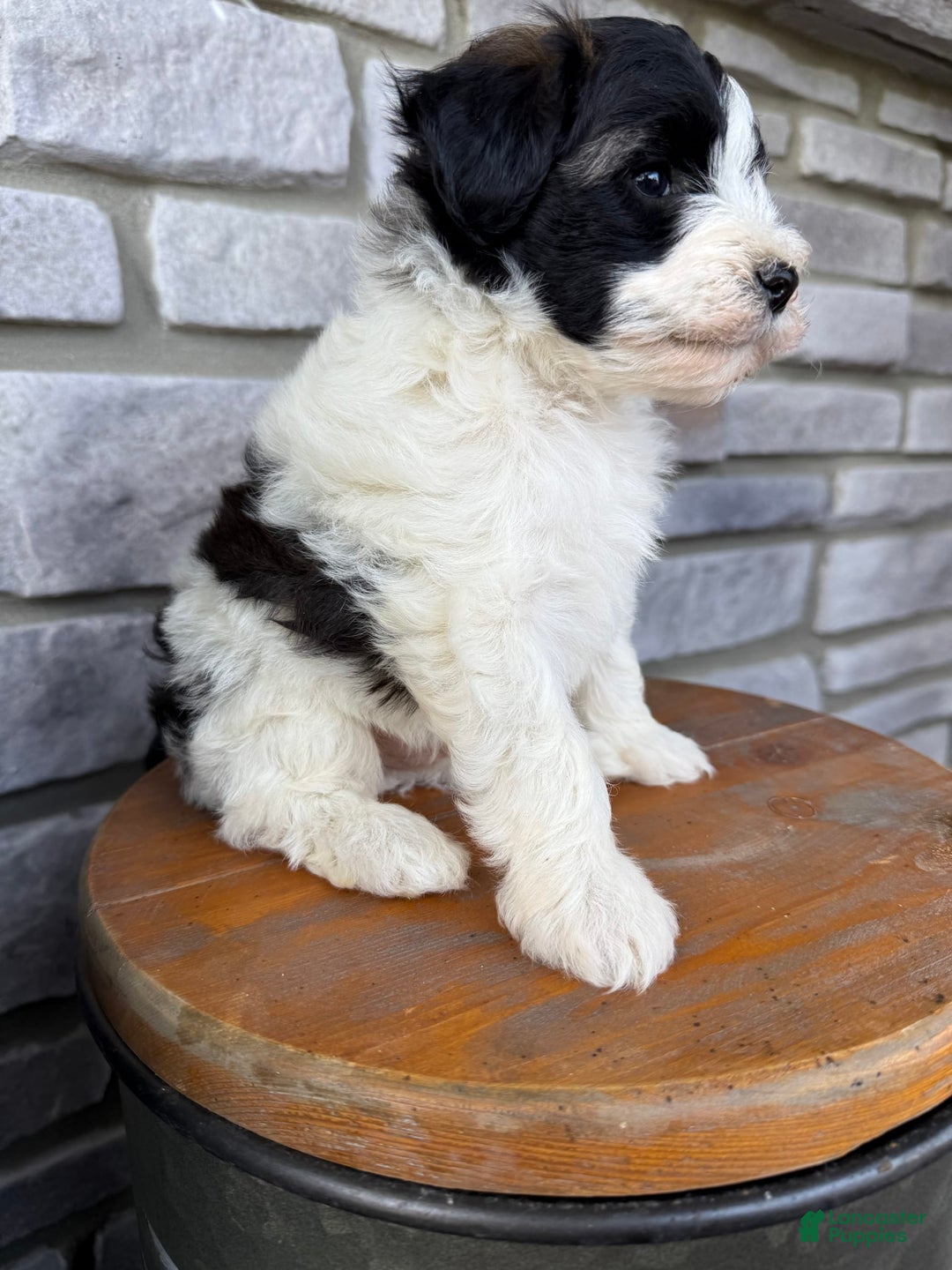 Teddy Bear dogs for sale: Elliott - Image 24