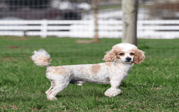 Toy Poodle dogs for sale: Cupcake - Image 11