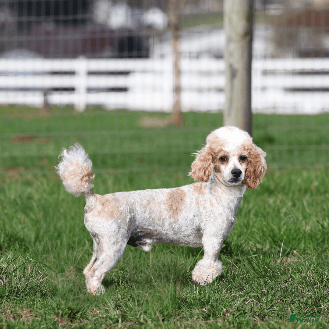 Toy Poodle dogs for sale: Cupcake - Image 11