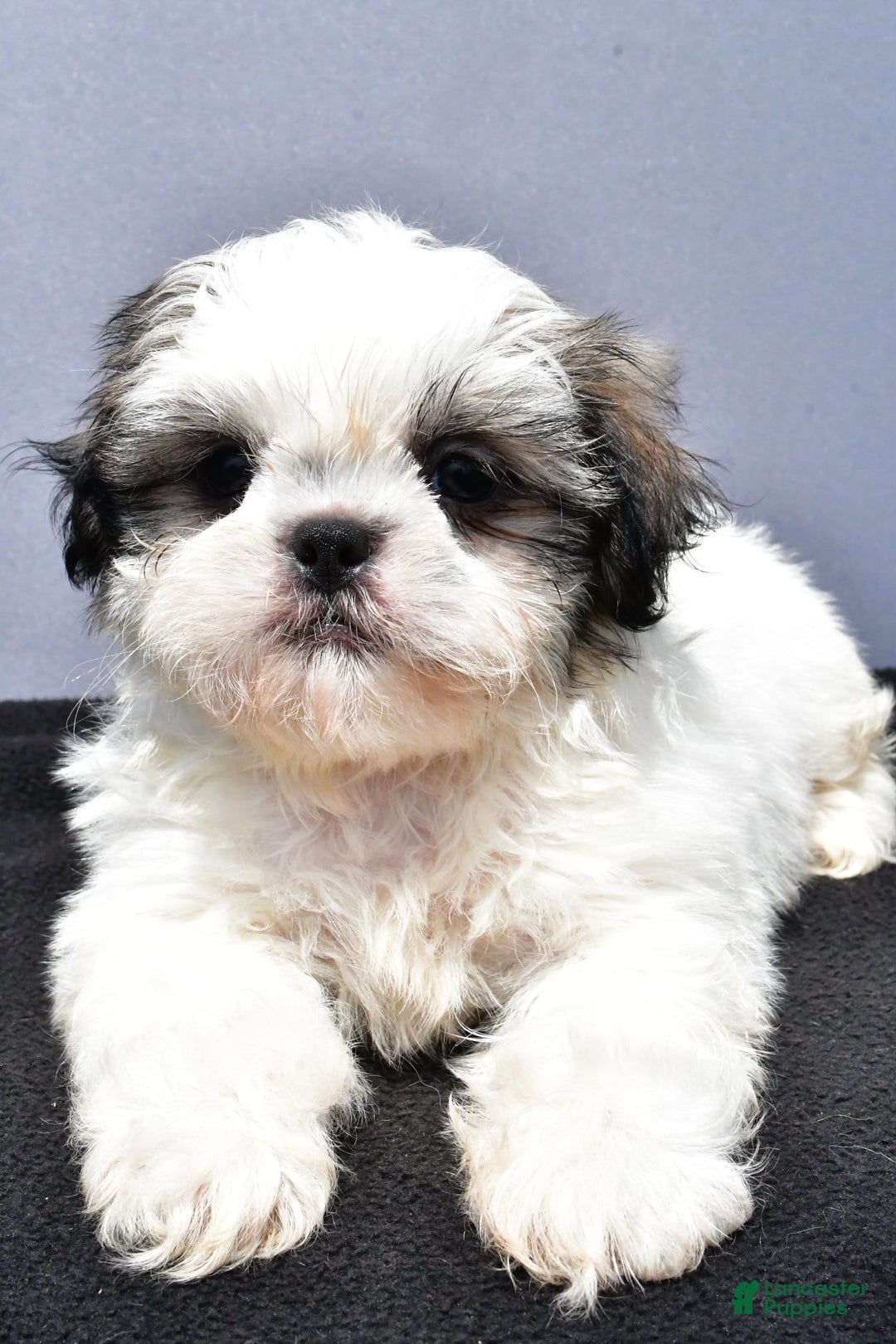 Shih Tzu dogs for sale: Domino - Image 5