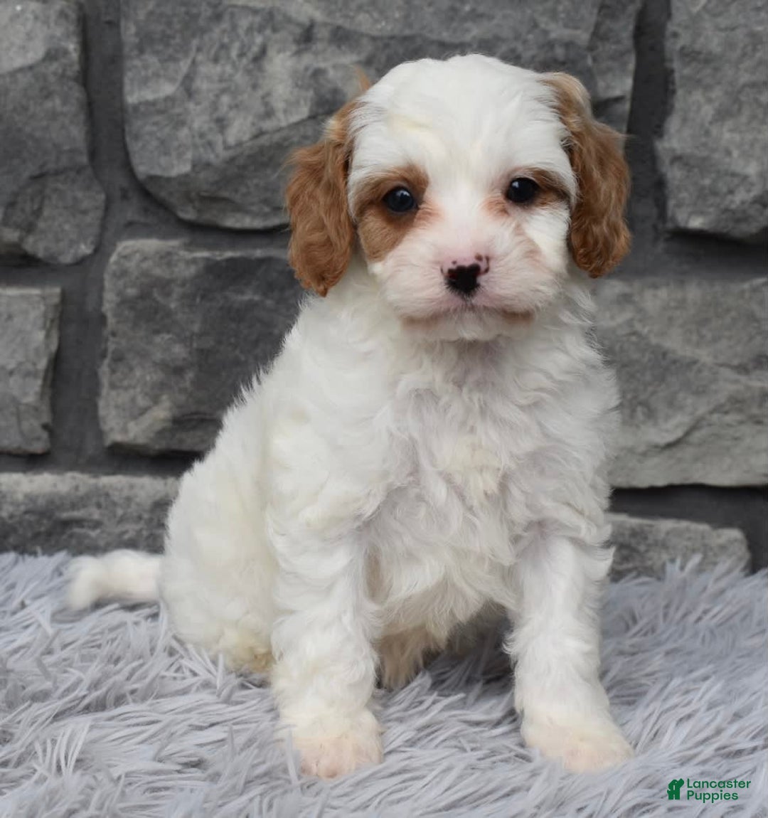 Cavapoo dogs for sale: Archie - Image 3