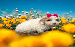 Cavapoo dogs for sale: Cannoli - Image 9