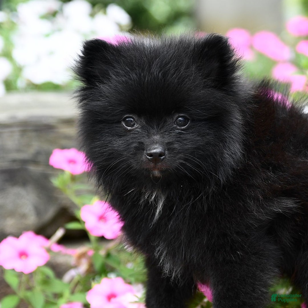 Pomeranian dogs for sale: Basil - Image 5