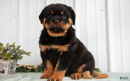 Rottweiler dogs for sale: Denali - Image 1