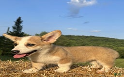 Welsh Corgi Pembroke dogs for sale: Molly - Image 7