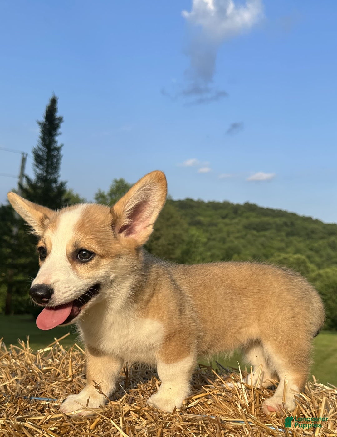 Welsh Corgi Pembroke dogs for sale: Molly - Image 7