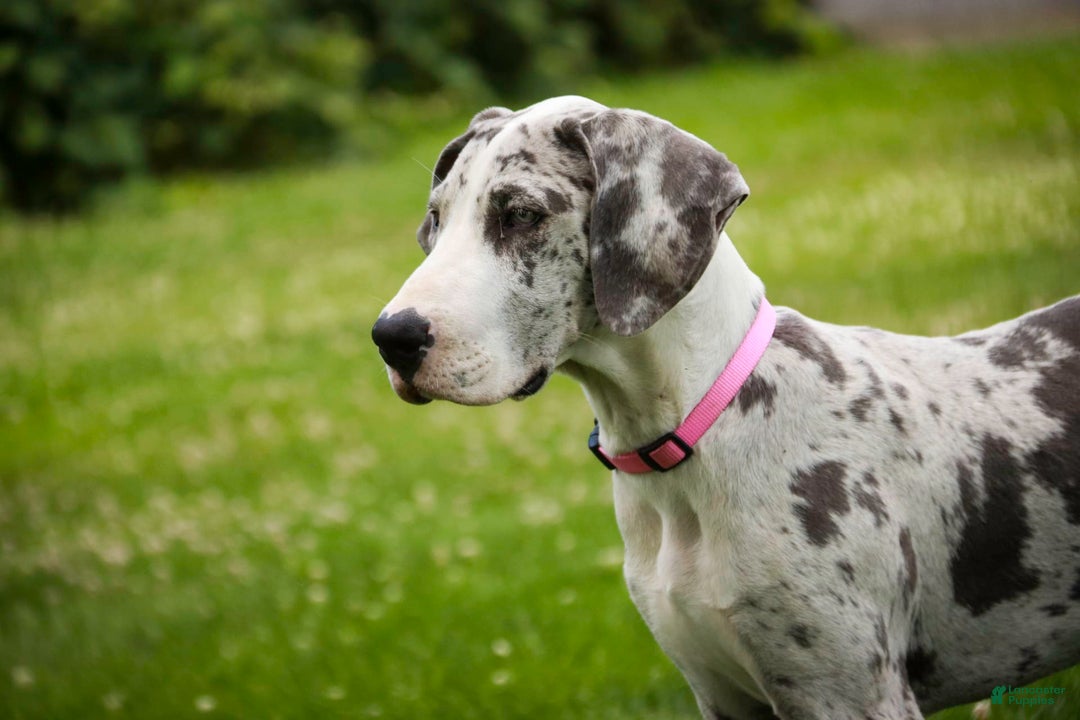 Great Dane dogs for sale: Joujou - Image 10