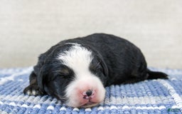 Mini Bernedoodle dogs for sale: Leo - Image 1