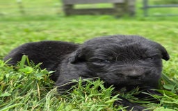 Newfoundland dogs for sale: Lexi - Image 1