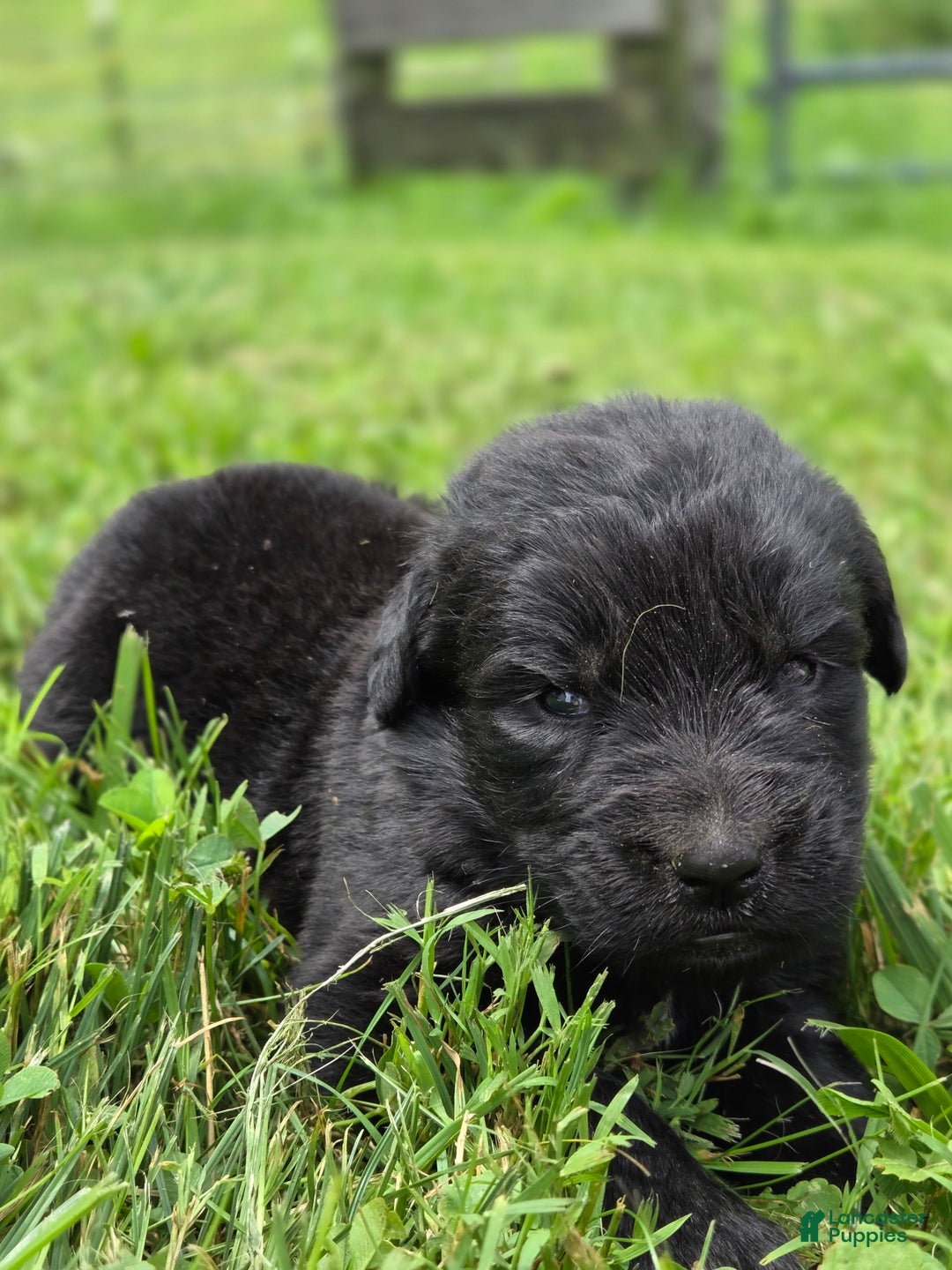 Newfoundland dogs for sale: Lexi - Image 1