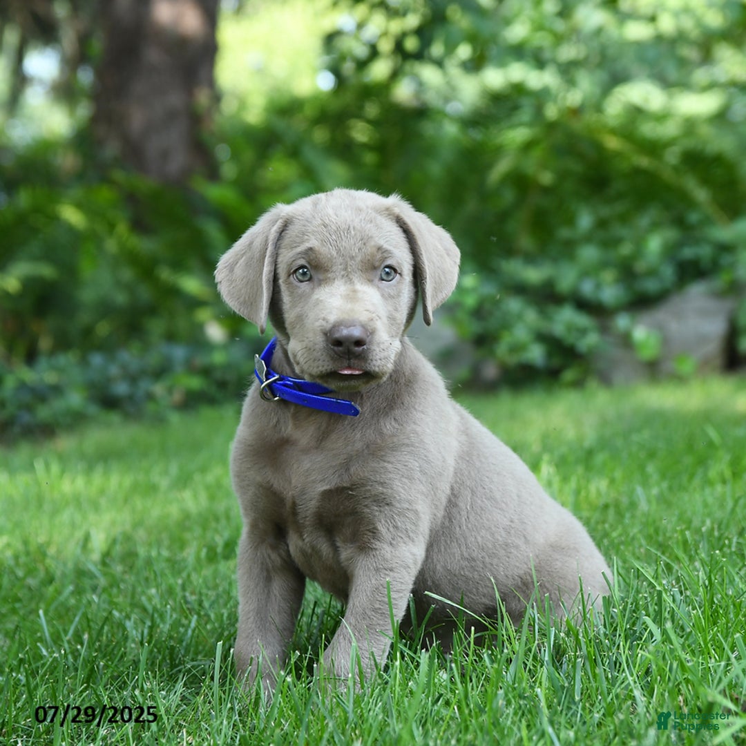 Labrador Retriever dogs for sale: Mickey - Image 4