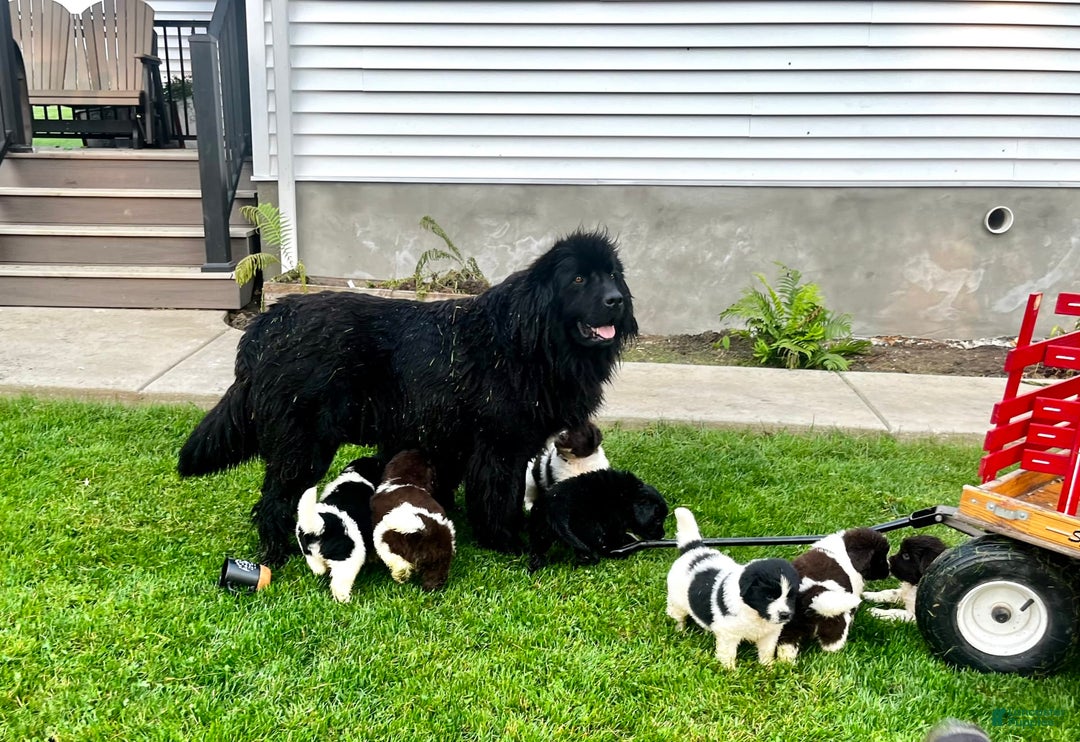 Newfoundland dogs for sale: Bonnie❤️akc❤️ - Image 9