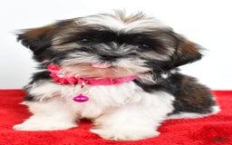 Shih Tzu dogs for sale: Lindy - Image 7