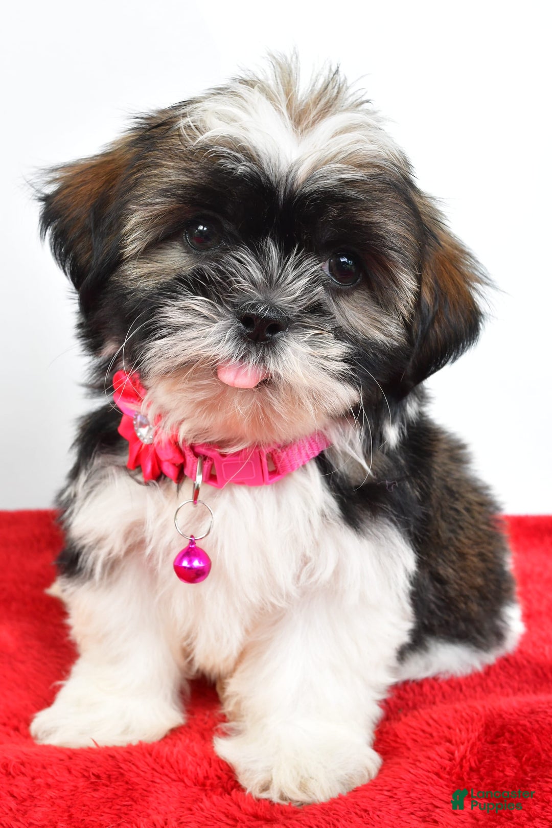 Shih Tzu dogs for sale: Lindy - Image 7