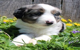 Miniature Australian Shepherd dogs for sale: Marshall - Image 5
