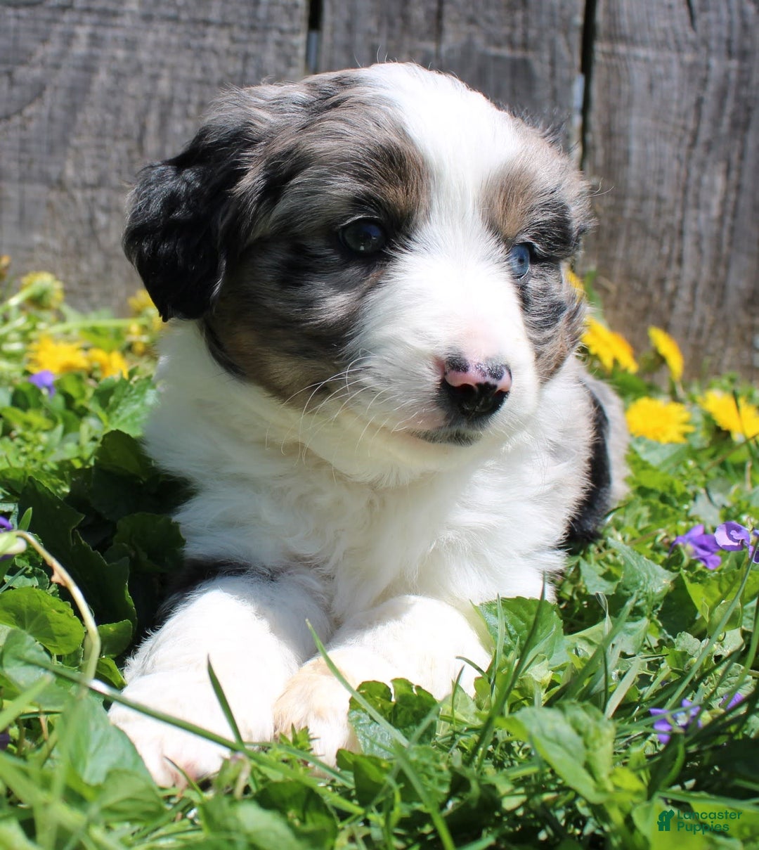 Miniature Australian Shepherd dogs for sale: Marshall - Image 5