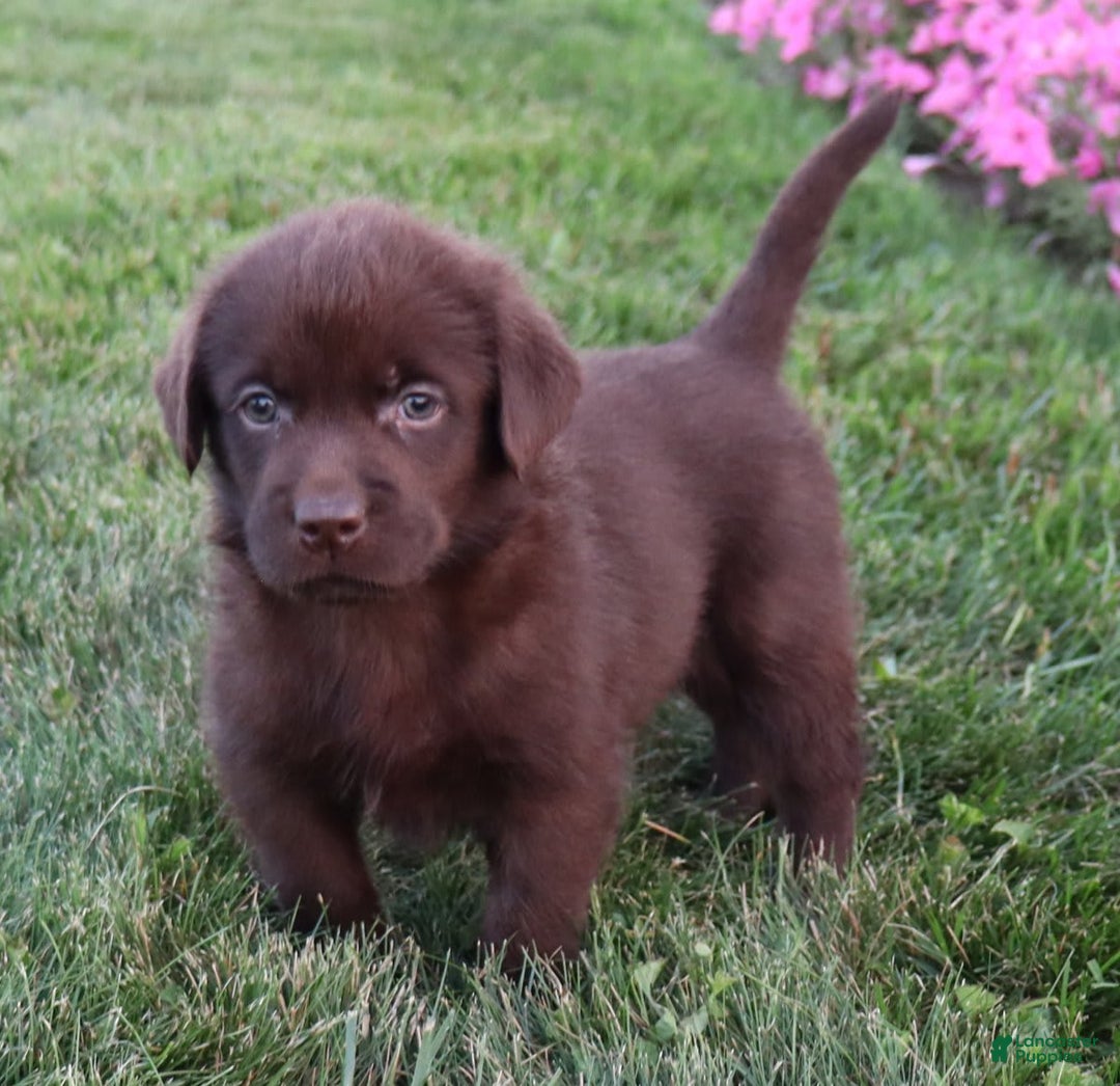 Labrador Retriever dogs for sale: Poppy - Image 2