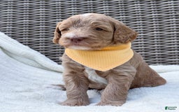 Goldendoodle dogs for sale: Lewis - Image 4