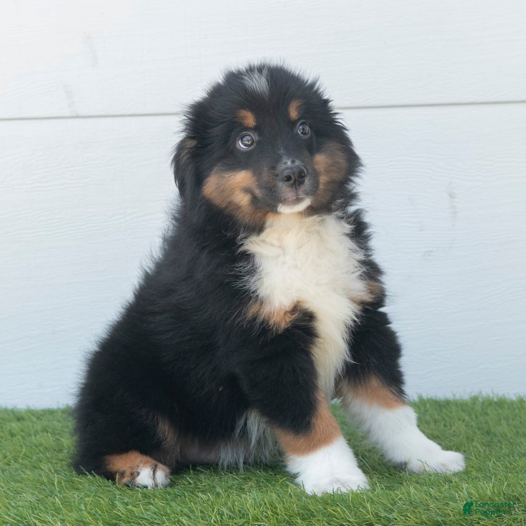 Australian Shepherd dogs for sale: Pepper - Image 6