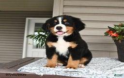 Bernese Mountain Dog dogs for sale: Blossom - Image 13
