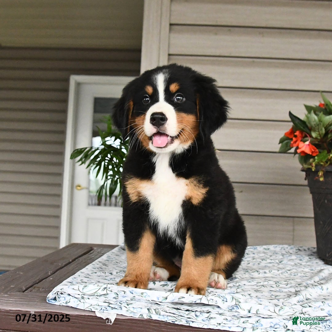 Bernese Mountain Dog dogs for sale: Blossom - Image 13