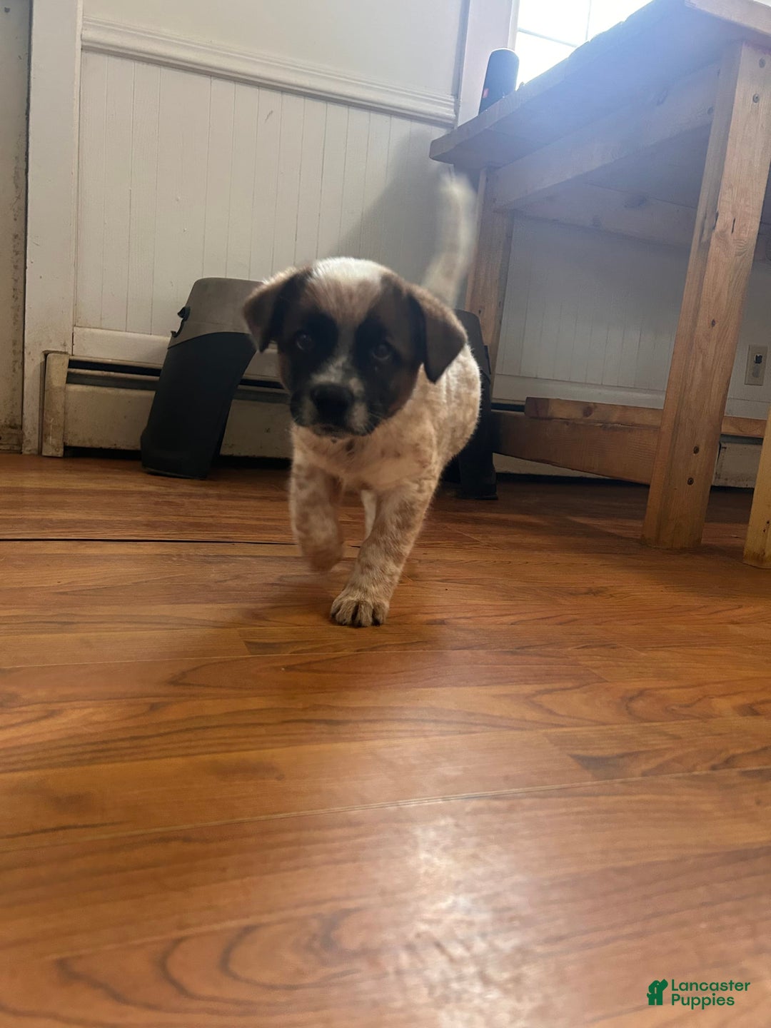 Australian Cattle Dog dogs for sale: Pj - Image 6