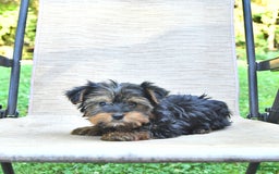 Yorkshire Terrier dogs for sale: Debbie - Image 3