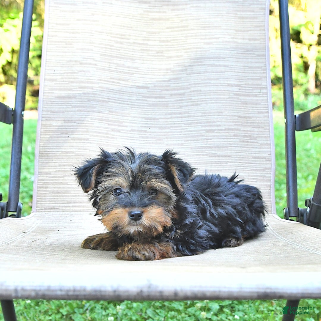 Yorkshire Terrier dogs for sale: Debbie - Image 3