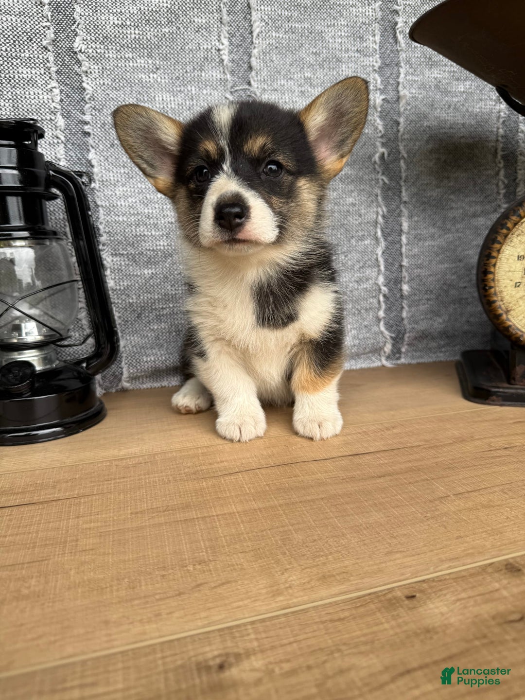 Welsh Corgi Pembroke dogs for sale: Carly - Image 2