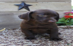 Labrador Retriever dogs for sale: Amelia - Image 6