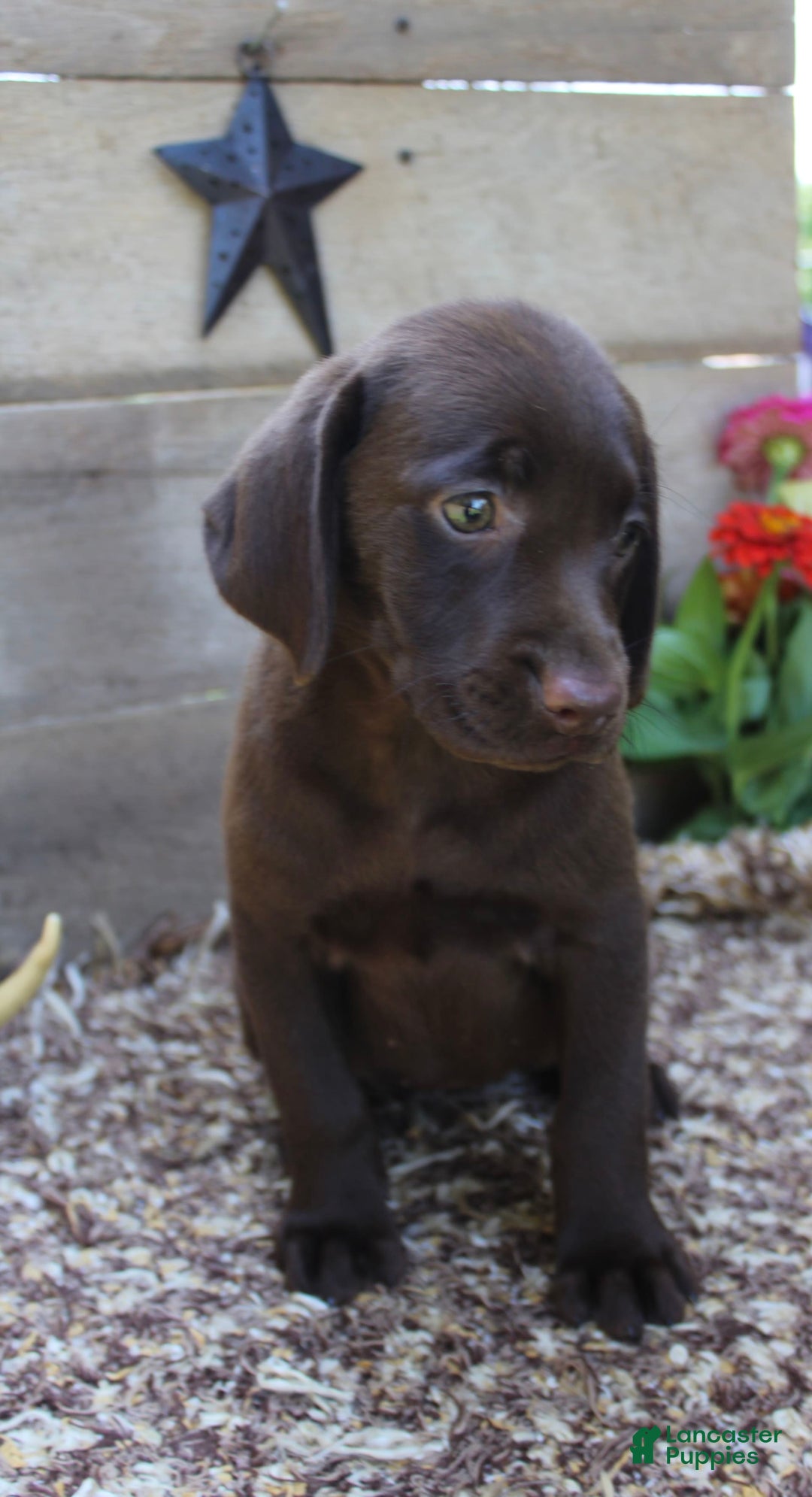 Labrador Retriever dogs for sale: Amelia - Image 6