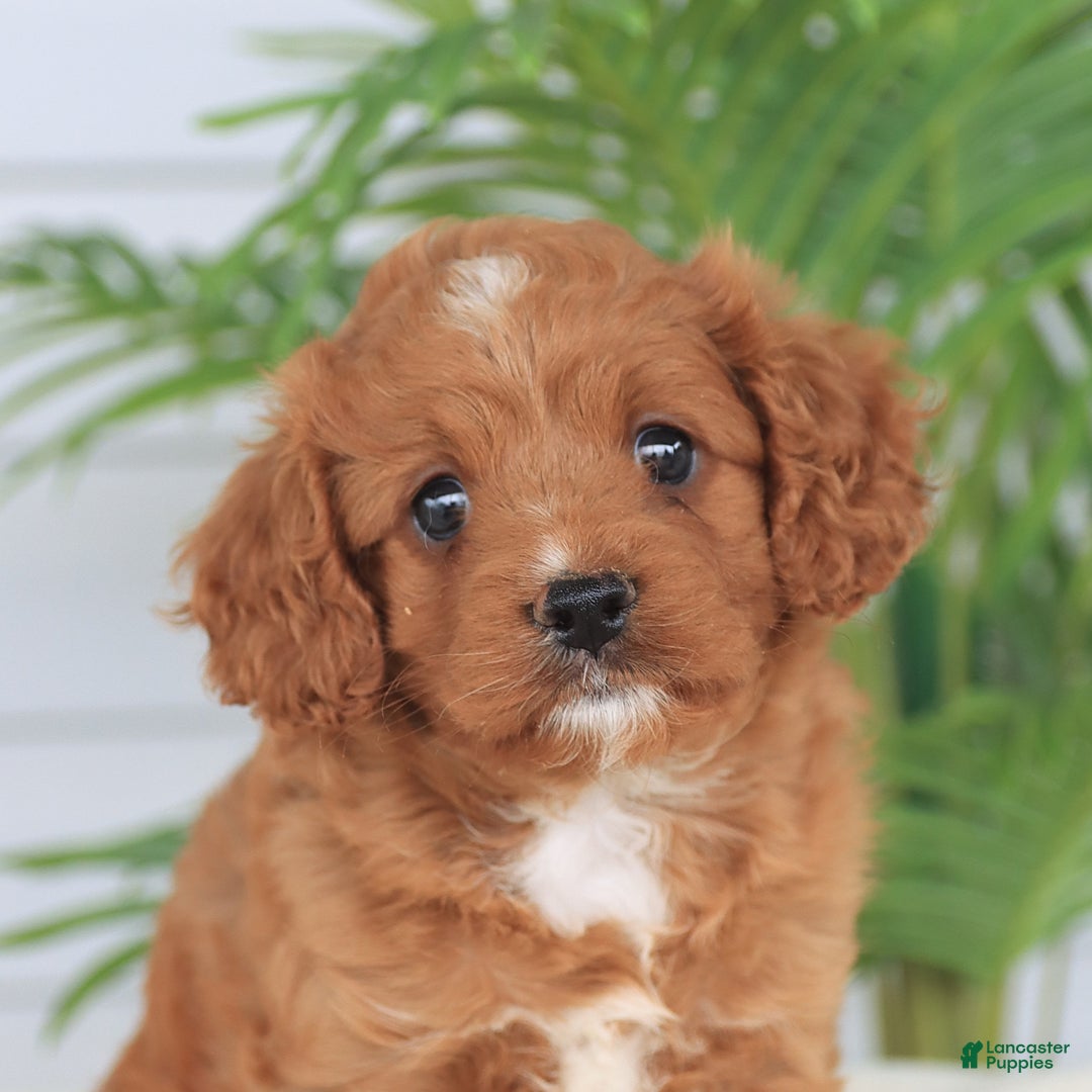 Cavapoo dogs for sale: Miracle - Image 7
