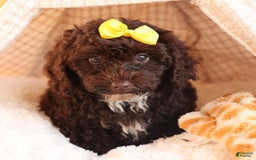 Cockapoo dogs for sale: Bess - Image 7