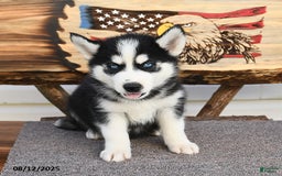 Siberian Husky dogs for sale: Rex - Image 5