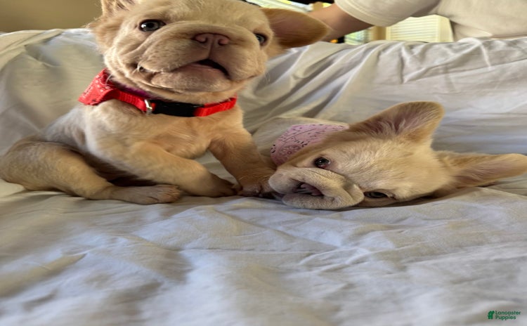 French Bulldog dogs for sale - Ad 1