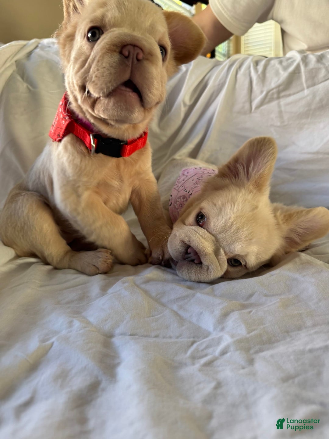 French Bulldog dogs for sale: Butterscotch - Image 4