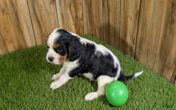 Cavalier King Charles Spaniel dogs for sale: Stardust Boy 2 - Image 4