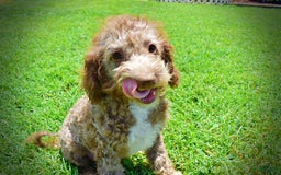 Havapoo dogs for sale: Toto - Image 6